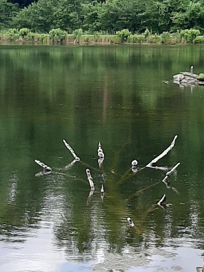 turtles on the branches